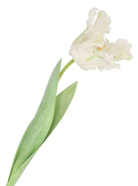 Biely tulipán Silk Tulip White - 64 cm - daan kromhout