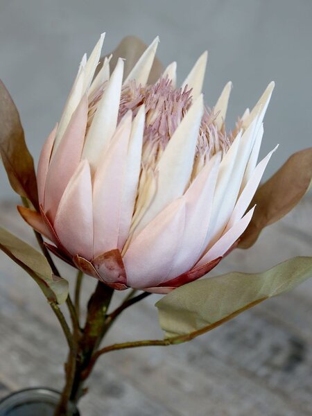 Dekorácia kvetina Protea - 66 cm - Chic Antique