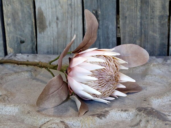 Dekorácia kvetina Protea - 66 cm - Chic Antique