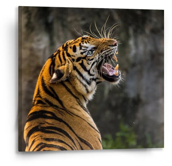 Sablio Obraz Revúci tiger - 50x50 cm