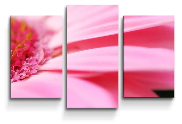 Sablio Obraz - 3-dílný Ružová gerbera - 75x50 cm