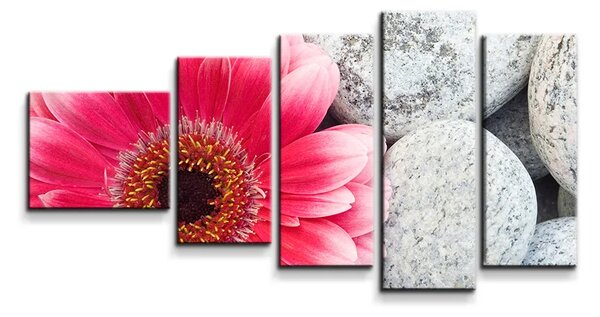 Sablio Obraz - 5-dílný Gerbera na kameňoch - 100x60 cm