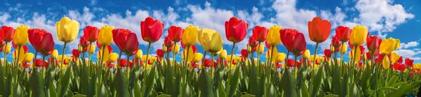 DIMEX | Dibond doska za kuchynskú linku | DBW-26060-131 Pole tulipánov | 260 x 60 cm
