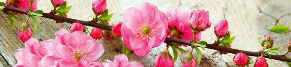DIMEX | Dibond doska za kuchynskú linku | DBW-26060-053 Sakura | 260 x 60 cm