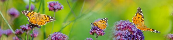 DIMEX | Dibond doska za kuchynskú linku | DBW-26060-113 Motýle | 260 x 60 cm