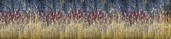 DIMEX | Dibond doska za kuchynskú linku | DBW-26060-170 Zimná trstina | 260 x 60 cm
