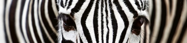 DIMEX | Dibond doska za kuchynskú linku | DBW-26060-016 Zebra | 260 x 60 cm