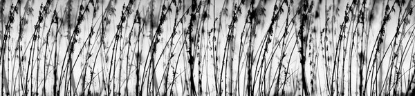 DIMEX | Dibond doska za kuchynskú linku | DBW-26060-137 Čiernobiela tráva | 260 x 60 cm