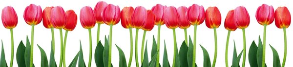 DIMEX | Dibond doska za kuchynskú linku | DBW-26060-058 Tulipány | 260 x 60 cm