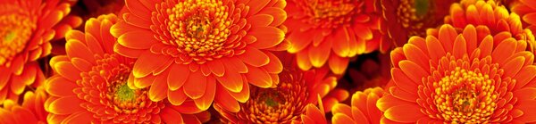 DIMEX | Dibond doska za kuchynskú linku | DBW-26060-059 Gerbera | 260 x 60 cm