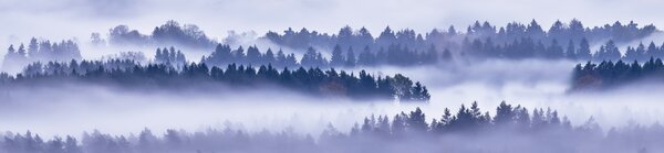 DIMEX | Dibond doska za kuchynskú linku | DBW-26060-195 Hmla medzi stromami | 260 x 60 cm