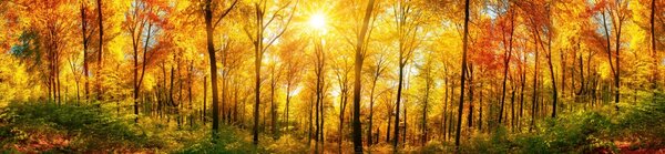 DIMEX | Dibond doska za kuchynskú linku | DBW-26060-084 Slnečný les | 260 x 60 cm