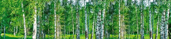 DIMEX | Dibond doska za kuchynskú linku | DBW-26060-044 Brezový háj | 260 x 60 cm