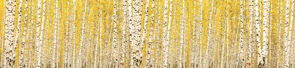 DIMEX | Dibond doska za kuchynskú linku | DBW-26060-197 Žltý brezový háj | 260 x 60 cm