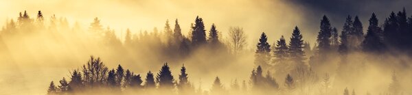 DIMEX | Dibond doska za kuchynskú linku | DBW-26060-142 Lesná krajina | 260 x 60 cm