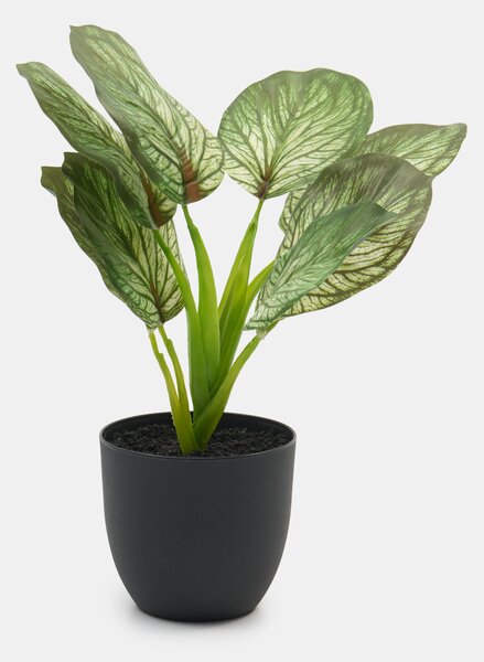 Sinsay - Umelá dekoratívna rastlina Alocasia v kvetináči - zelená