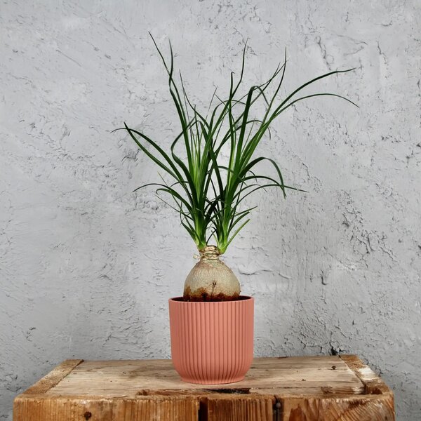 Elho plastový kvetináč Vibes fold delicate pink Ø 7 cm