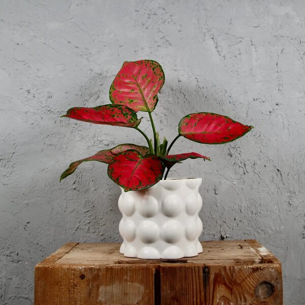 Kvetináč Cotton biely Ø 12 cm