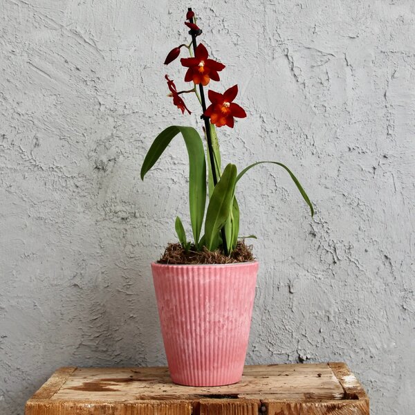 Plastový kvetináč orchid ružový Ø 12 cm