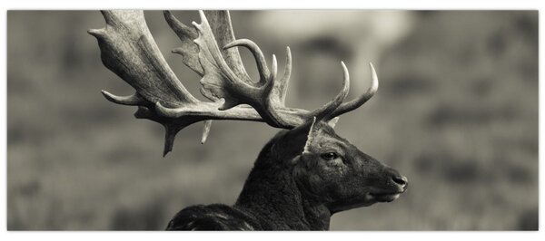 Obraz - Jeleň (120x50 cm)