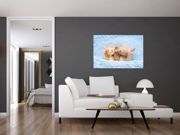Obraz - Spiace mačiatka (90x60 cm)