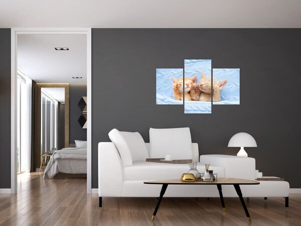 Obraz - Spiace mačiatka (90x60 cm)
