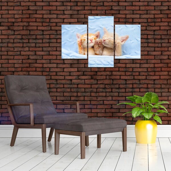 Obraz - Spiace mačiatka (90x60 cm)