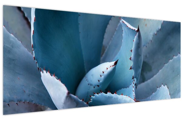 Obraz - Agáve (120x50 cm)