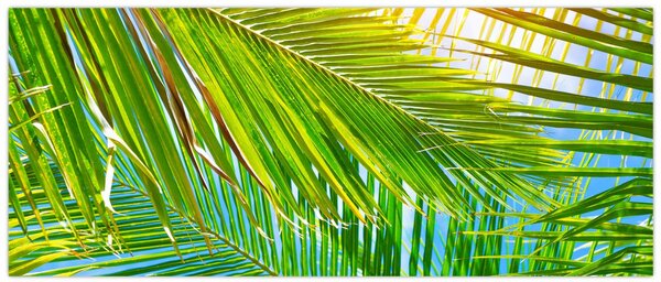 Obraz - Palmové listy (120x50 cm)