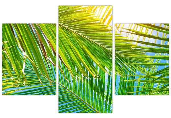 Obraz - Palmové listy (90x60 cm)