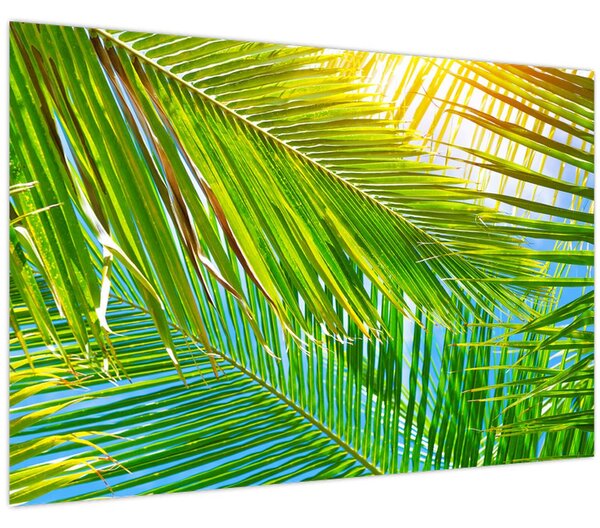 Obraz - Palmové listy (90x60 cm)