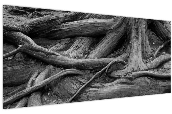 Obraz - Korene stromu (120x50 cm)