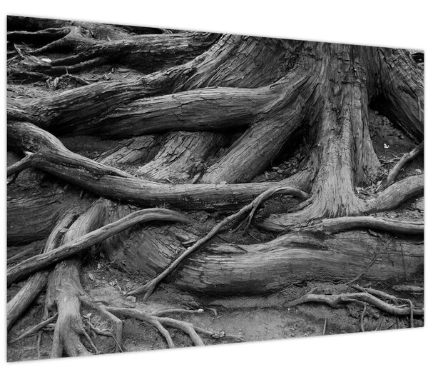 Obraz - Korene stromu (90x60 cm)
