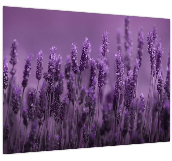 Obraz - Levanduľa (70x50 cm)