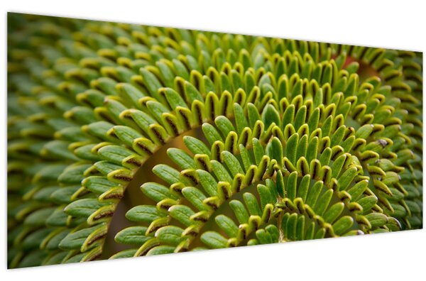 Obraz - Papraď (120x50 cm)
