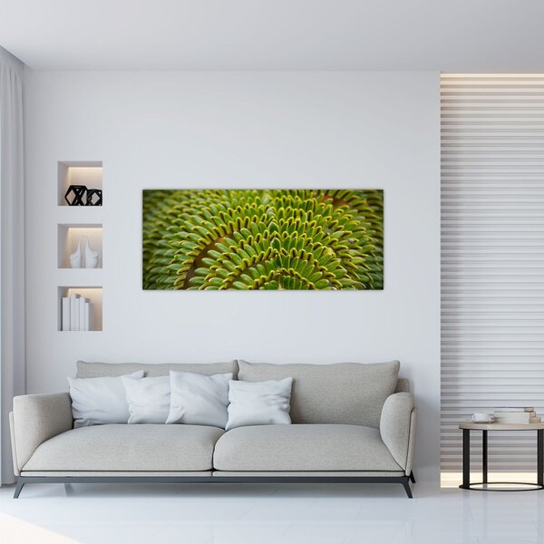 Obraz - Papraď (120x50 cm)