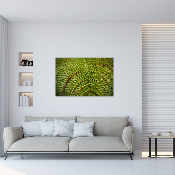 Obraz - Papraď (90x60 cm)