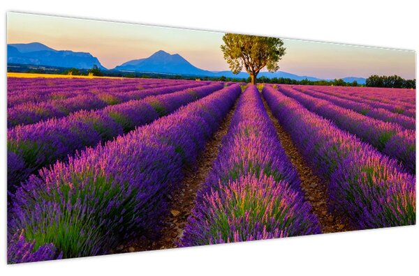 Obraz - Levanduľové pole (120x50 cm)