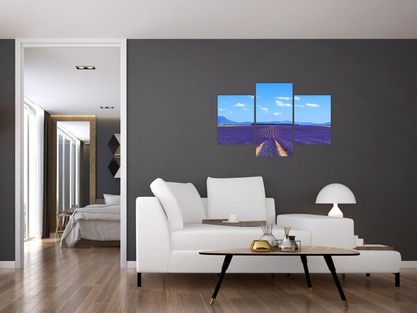 Obraz - Levanduľové pole (90x60 cm)