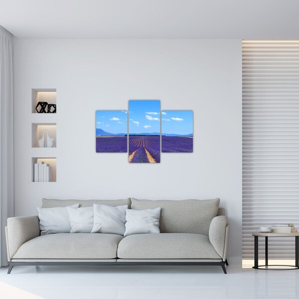 Obraz - Levanduľové pole (90x60 cm)