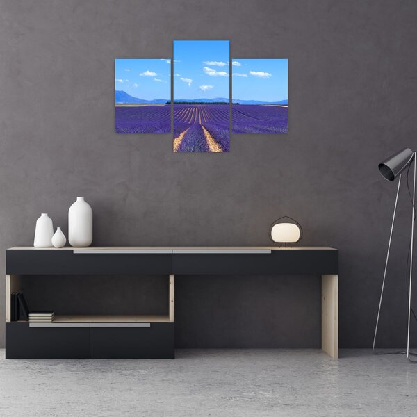 Obraz - Levanduľové pole (90x60 cm)