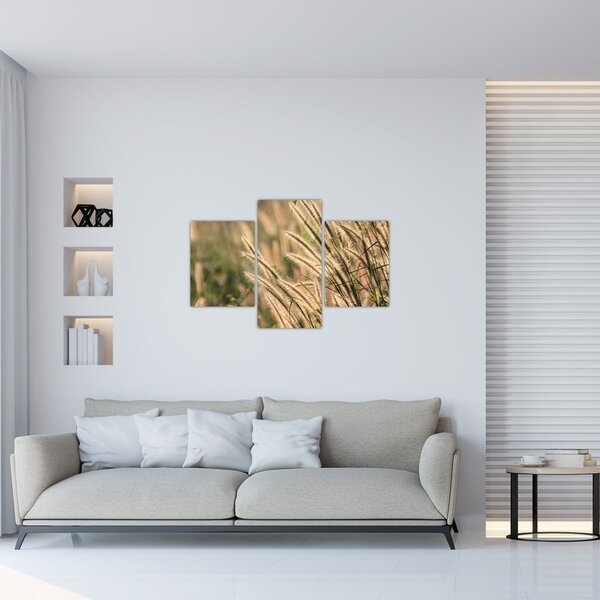 Obraz - Obilie (90x60 cm)