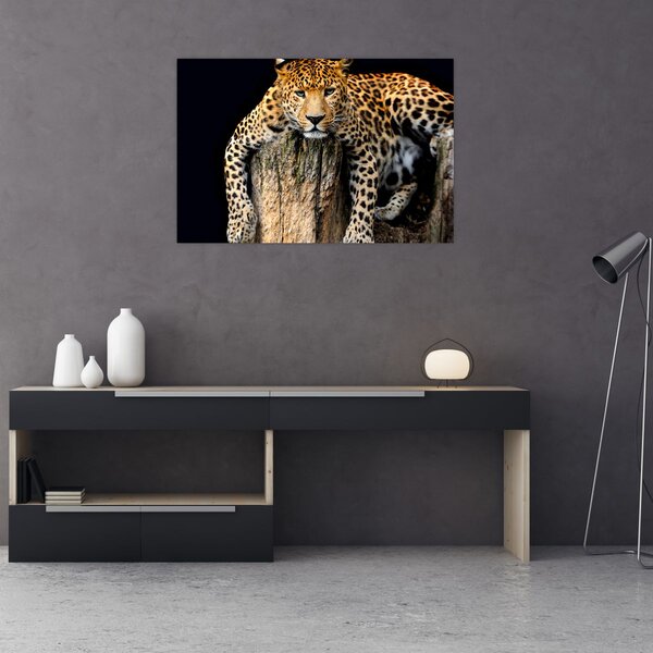 Obraz - Gepard (90x60 cm)