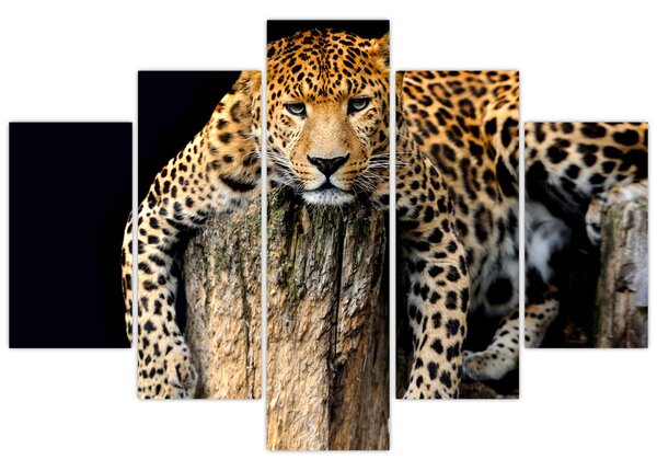 Obraz - Gepard (150x105 cm)