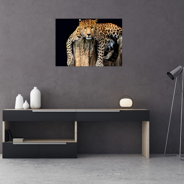 Obraz - Gepard (70x50 cm)