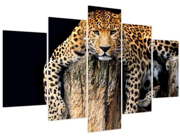 Obraz - Gepard (150x105 cm)