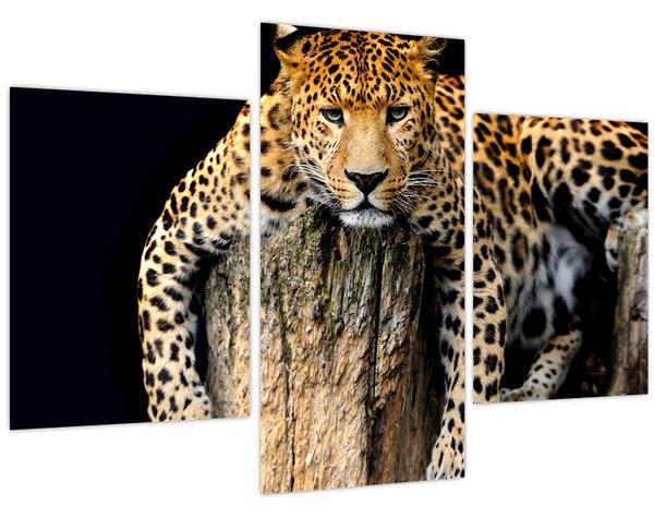 Obraz - Gepard (90x60 cm)