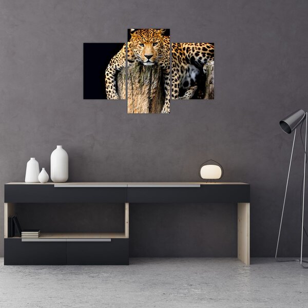 Obraz - Gepard (90x60 cm)