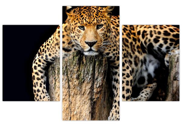 Obraz - Gepard (90x60 cm)