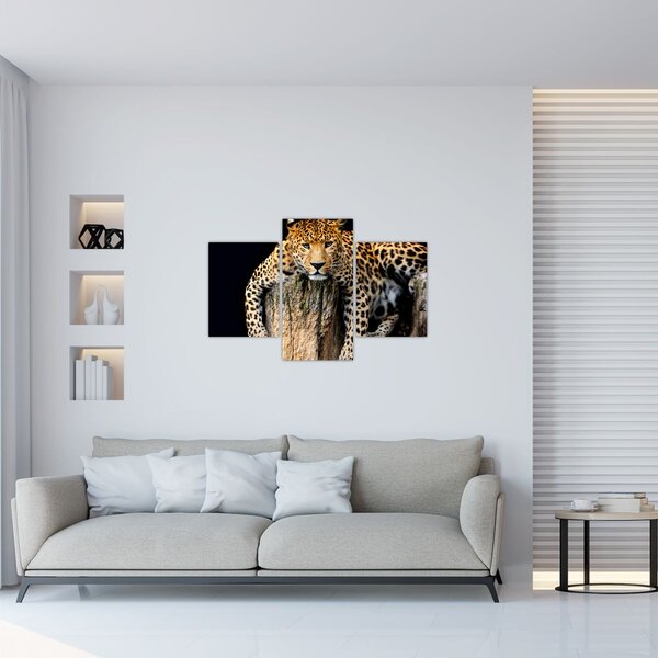 Obraz - Gepard (90x60 cm)